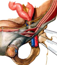 анатомия пахового канала