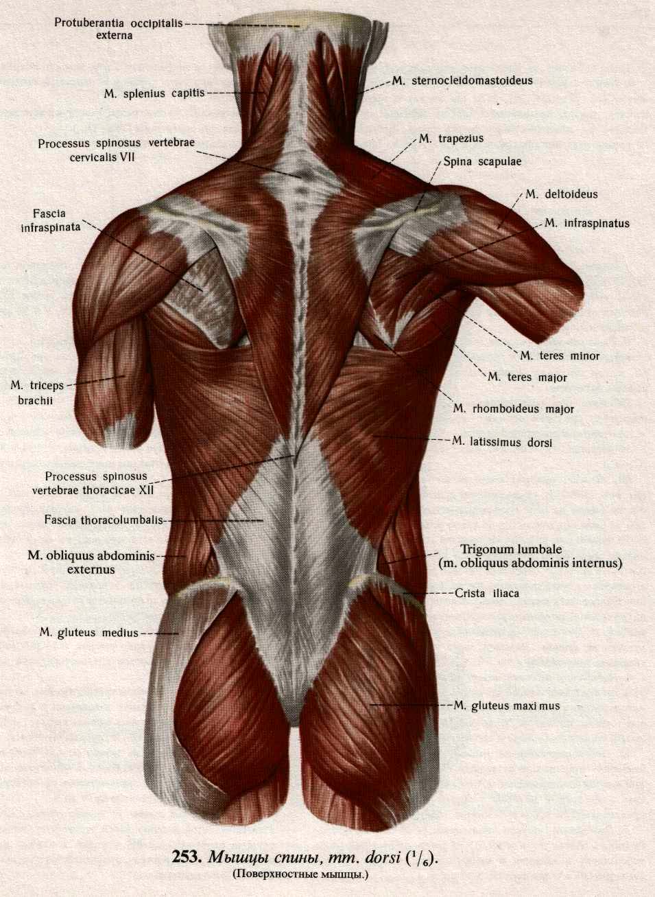 поверхностные мышцы спины